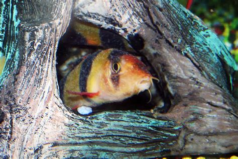 Clown loach ich treatment .